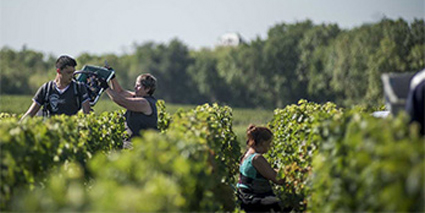Chateau Sociando Mallet Weinlese